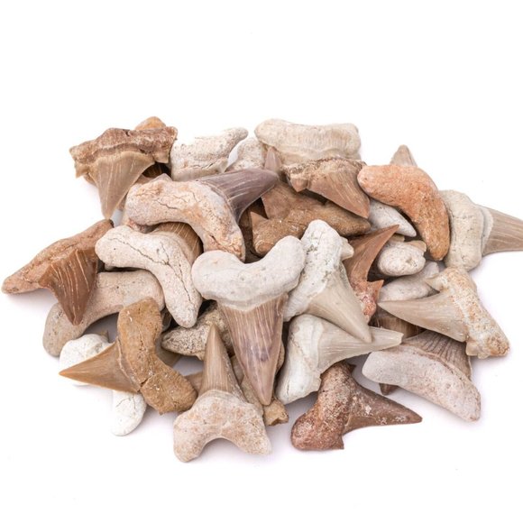 Medium Moroccan Shark Tooth Fossil Shark Teeth For Jewelry Making Wire Wraping - Picture 1 of 4